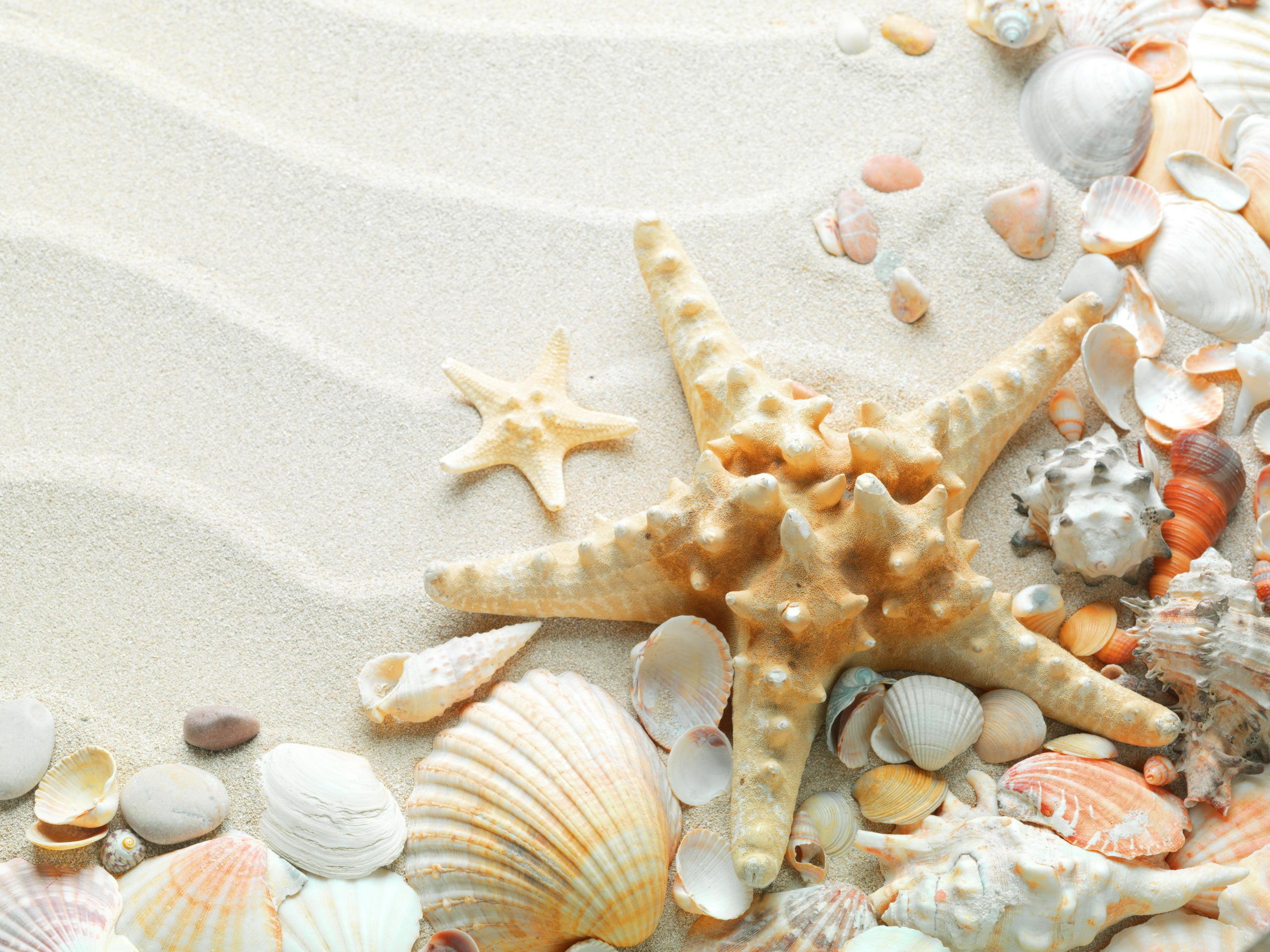 Seashells Starfish HD Wallpaper