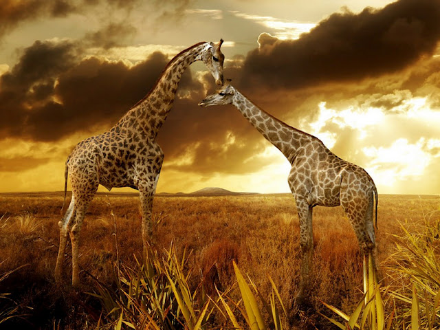 Wild Animal Wallpaper Funny Mating Videos Pictures