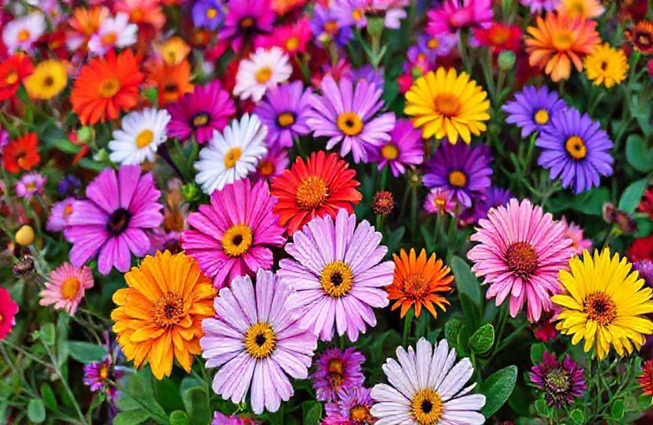 Phool Wallpaper