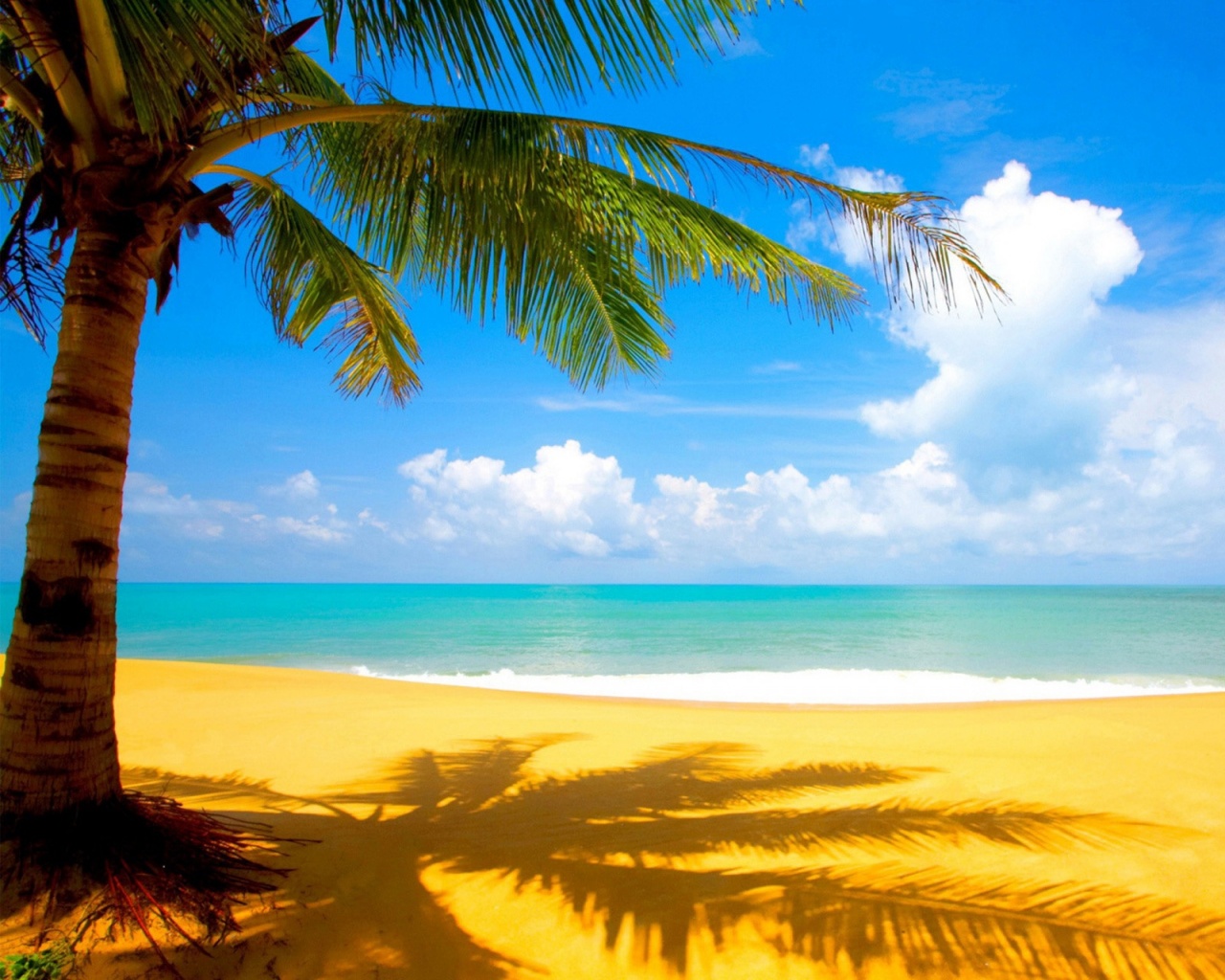 Beach And Palm Desktop Pc Mac Wallpaper