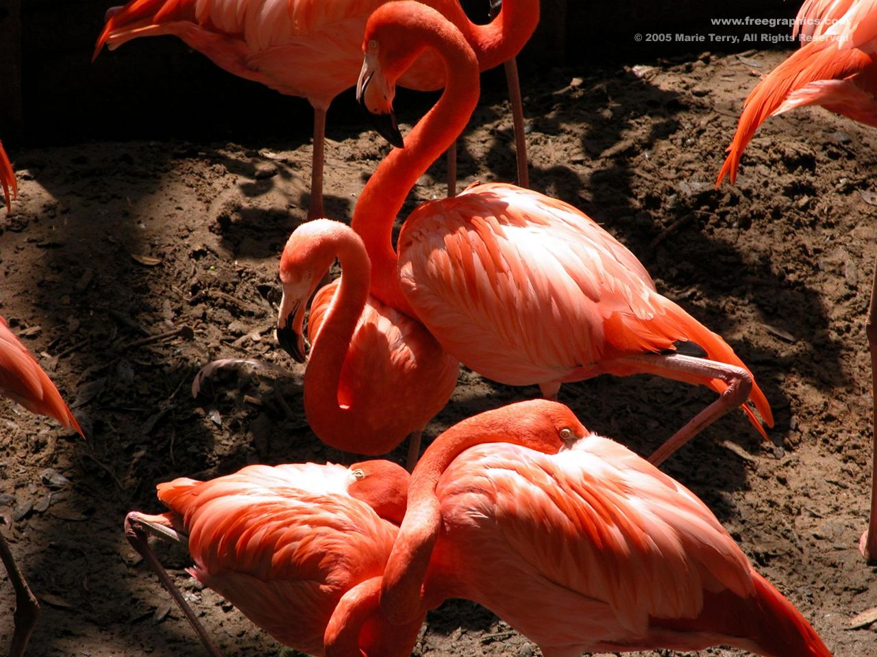 Flamingo Wallpaper Desktop