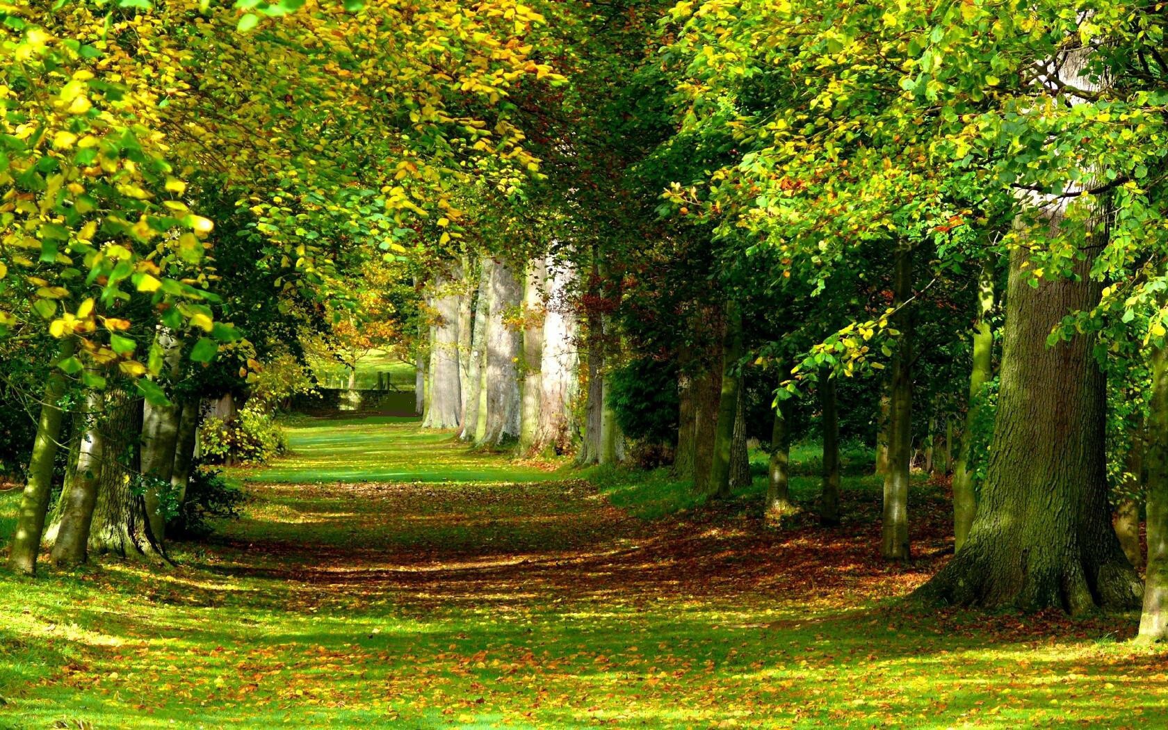 As Desktop Background Wallpaper Nature Forest Sunny