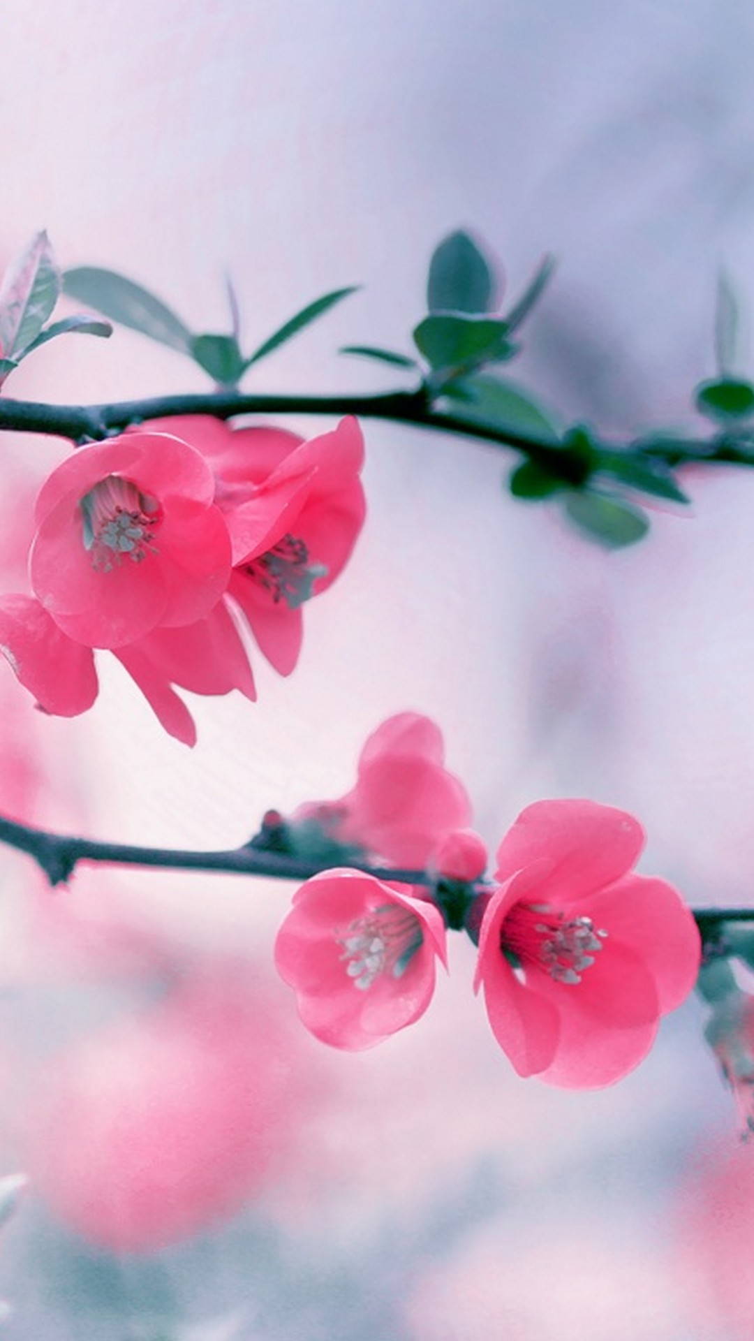 Spring Flowers Wallpaper Android