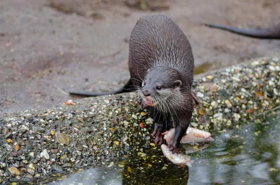 Oriental Small Clawed Otter Image