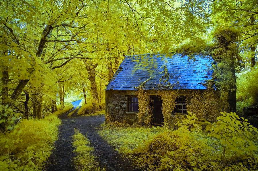 Wallpaper Me Forest Of Ireland Pictures