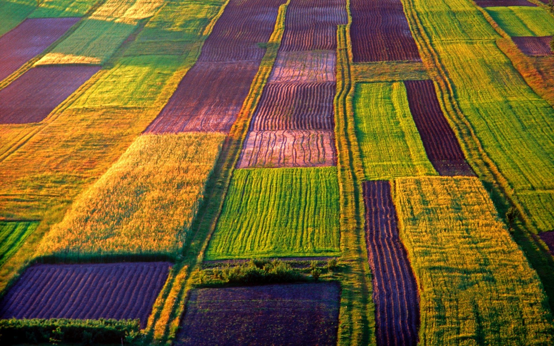 Crops HD Wallpaper Background Image