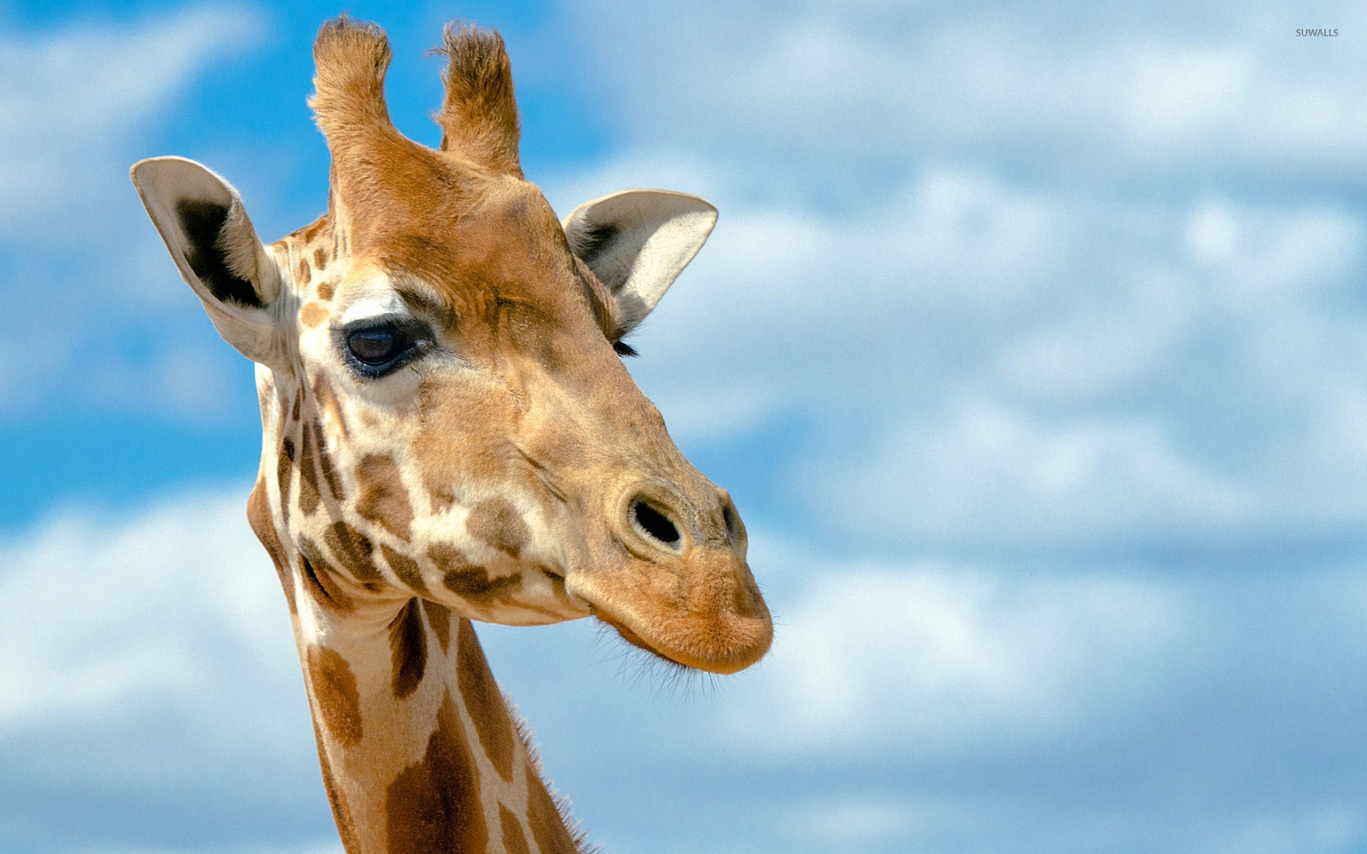 Giraffe Wallpaper Animal
