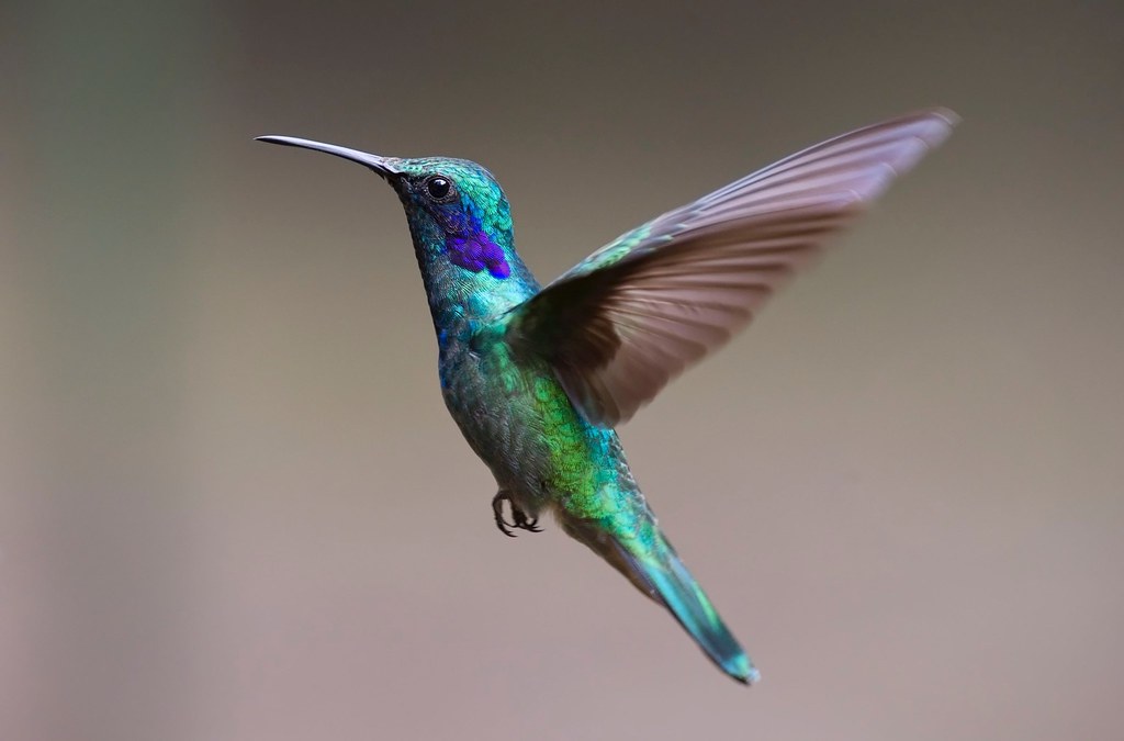 The World S Best Photos Of Colibri And Wallpaper Hive Mind