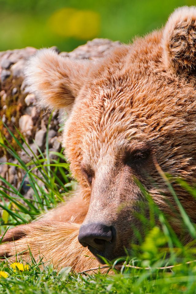 Brown Bear iPhone Wallpaper 640x960