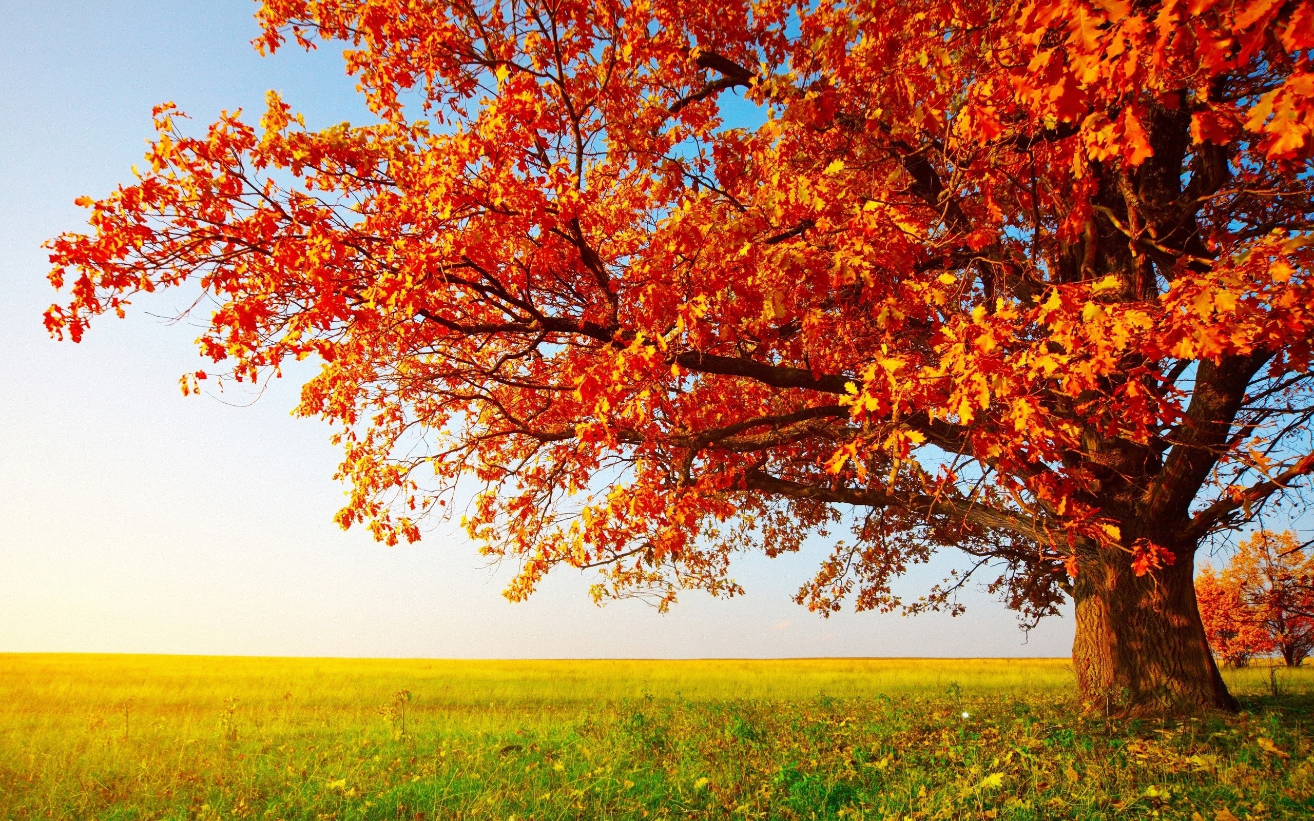 Big Autumn Tree Desktop Wallpaper
