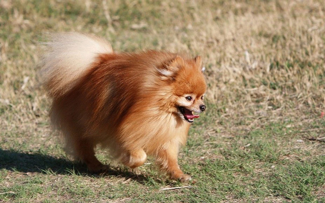 Pomeranian Wallpaper Animal