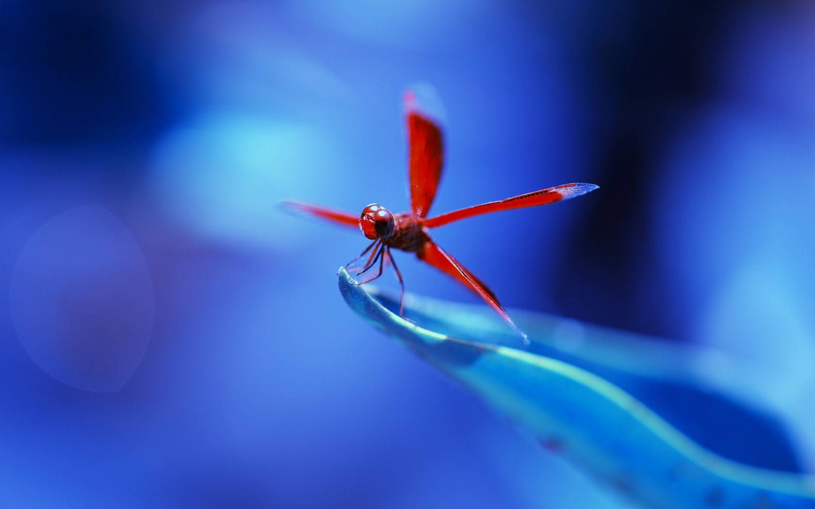 Dragonfly Wallpaper And Background Id
