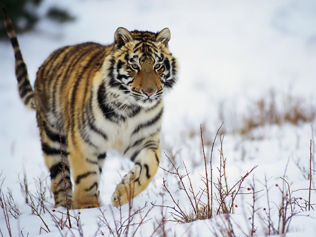 Related To White Tigers Pictures And Videos Snow Tiger
