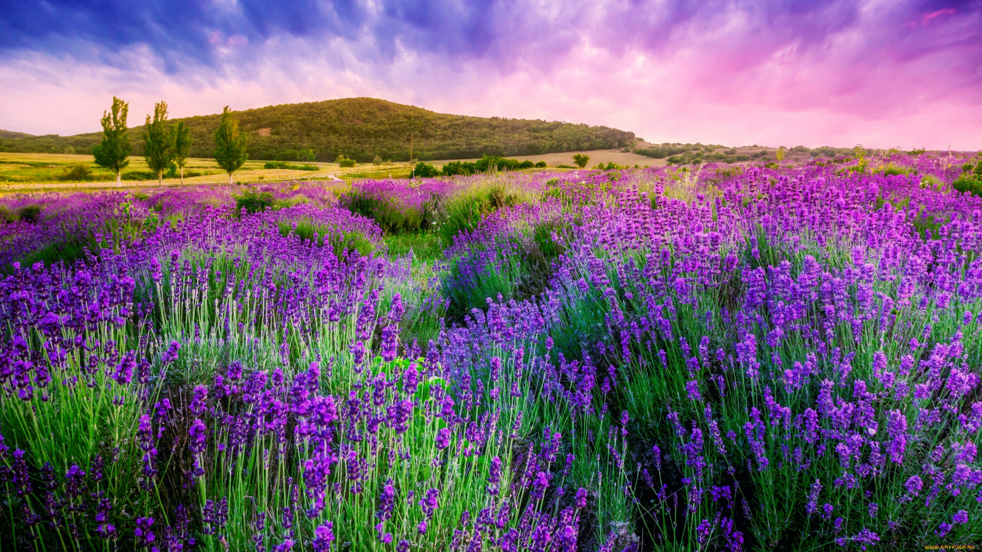 Lavender Desktop Wallpaper