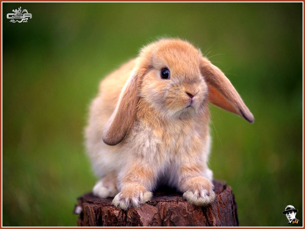 Baby Bunnies Image HD Wallpaper And Background Photos