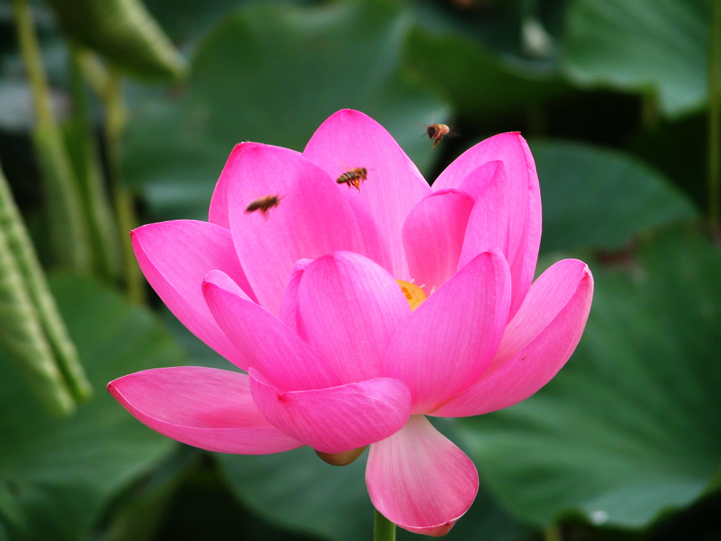 Pink Lotus Flower Growing Desktop Wallpaper