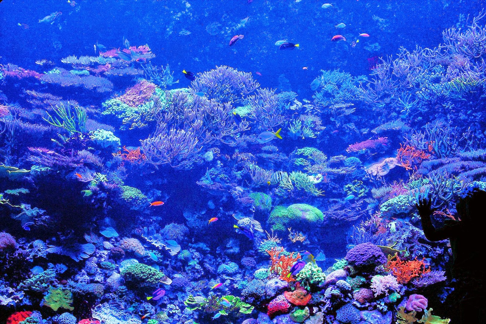 Reef Fish Coral HD Wallpaper