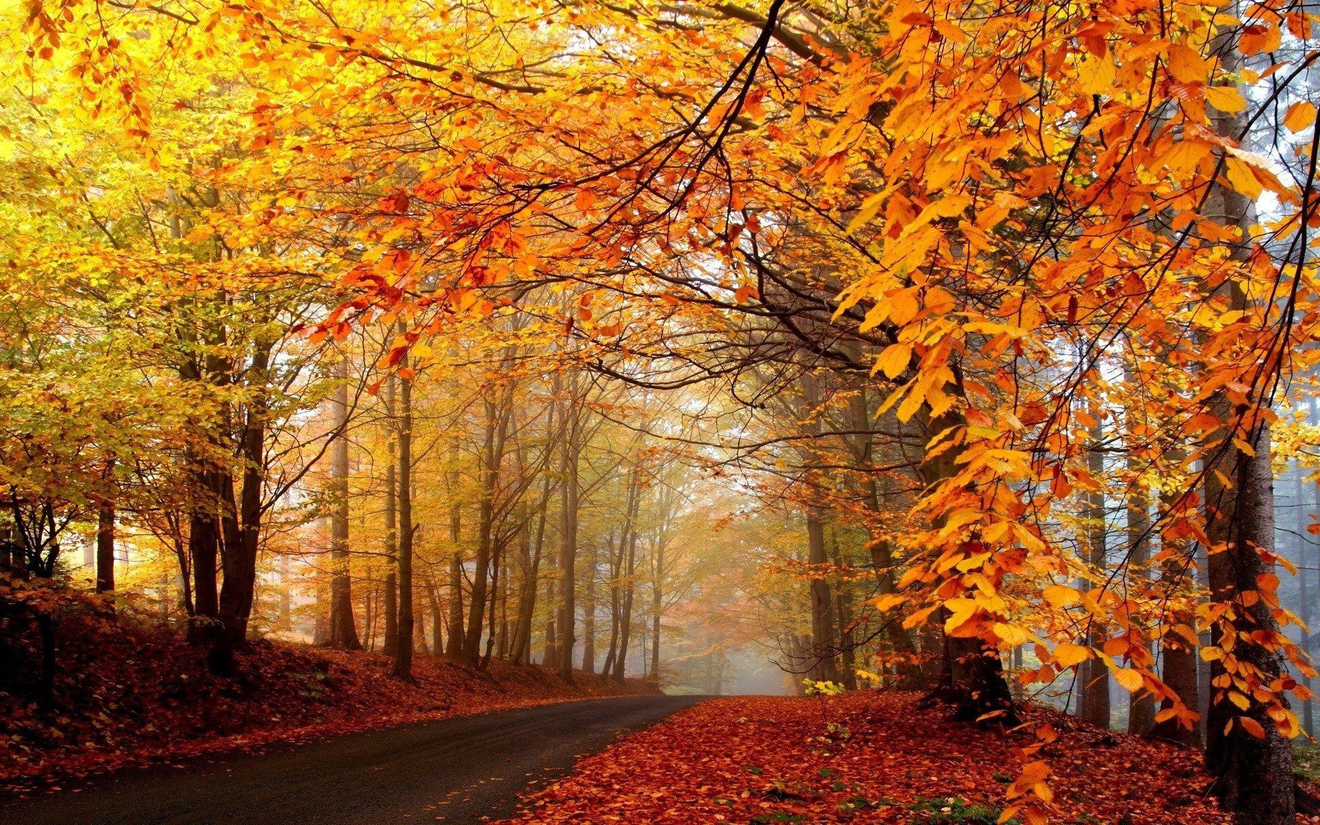 New Autumn Scenery Wallpaper For 4k Monitor