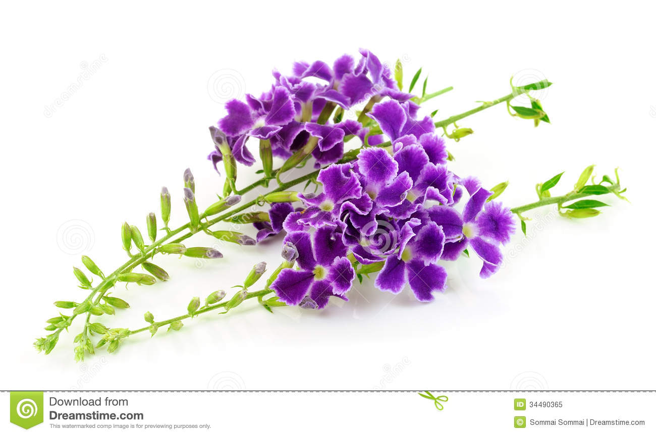 Purple Flower White Background   Viewing Gallery