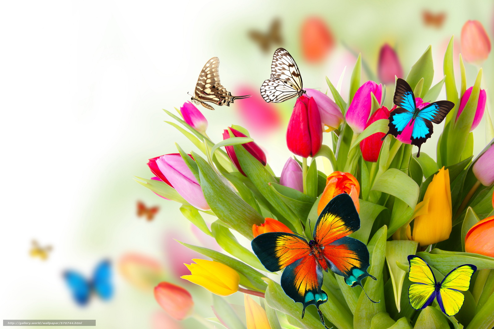 [44+] Spring Butterfly Wallpapers Desktop | WallpaperSafari