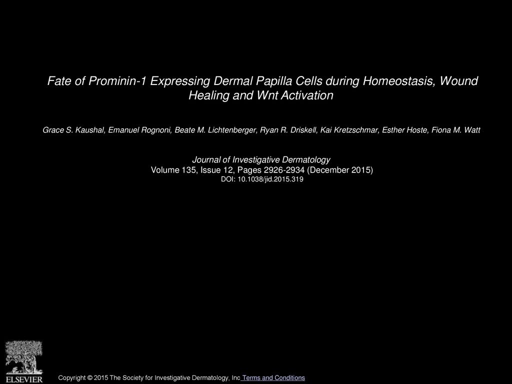 Fate Of Prominin Expressing Dermal Papilla Cells During