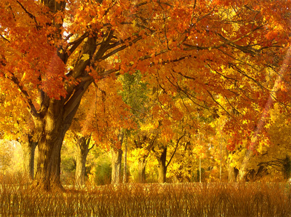 Fall Season Animated Wallpaper Full Screenshot