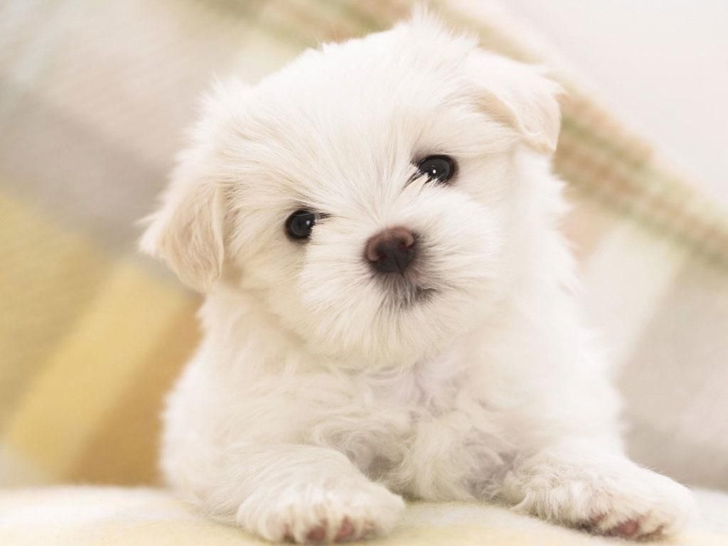 Cute Aidi Puppy All Dog Breeds Picture Maltese Puppies