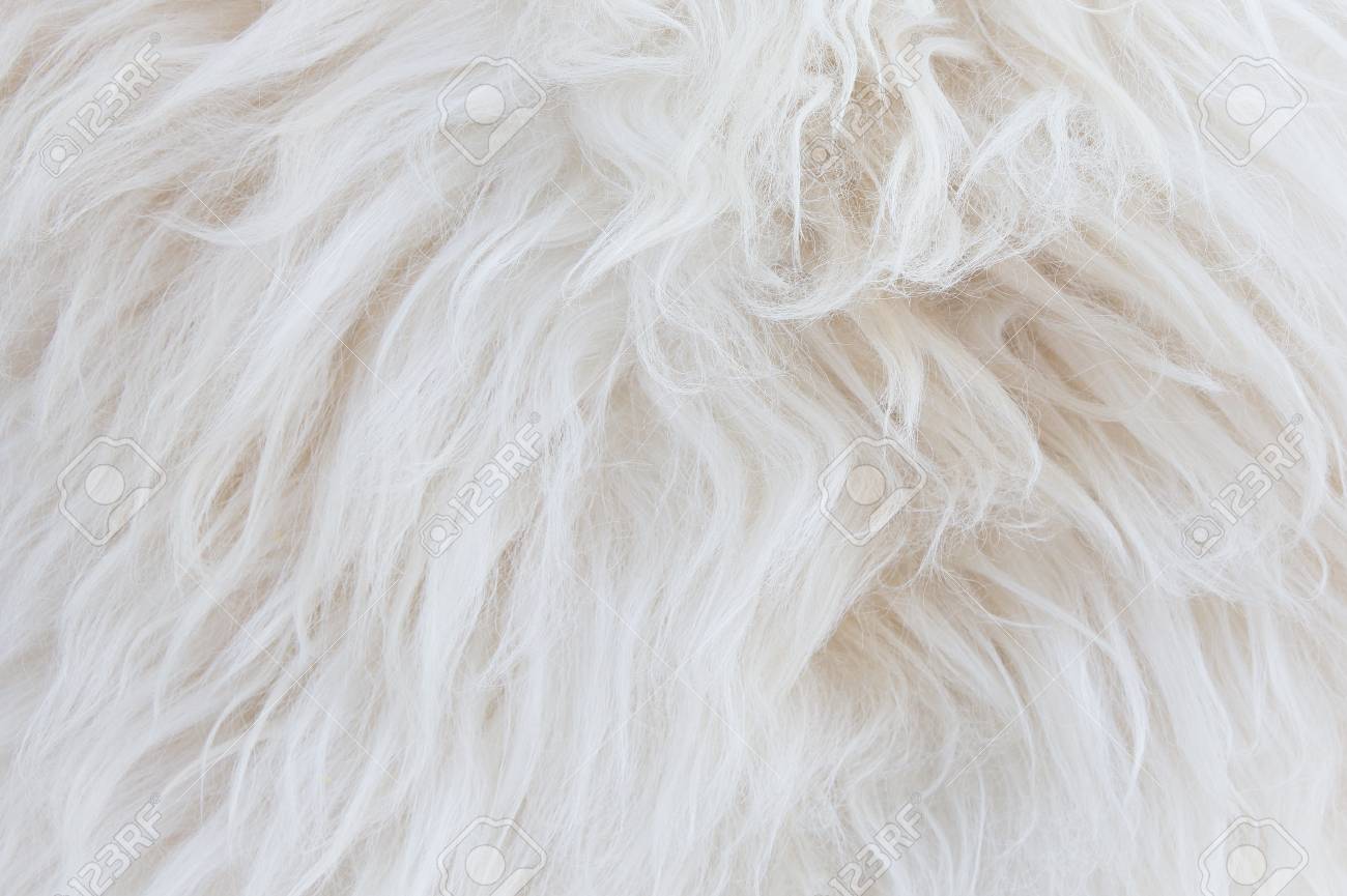 A Wool Background Closeup Of Sheepskin Stock Photo Picture And