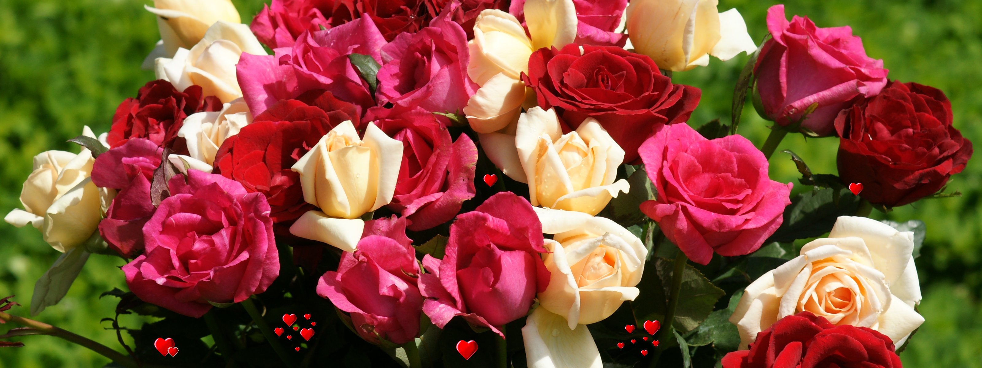 Peach Pink And Red Roses With Hearts Dual Screen Wallpaper