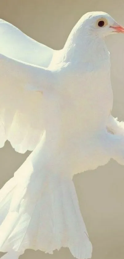 Elegant White Dove Wallpaper
