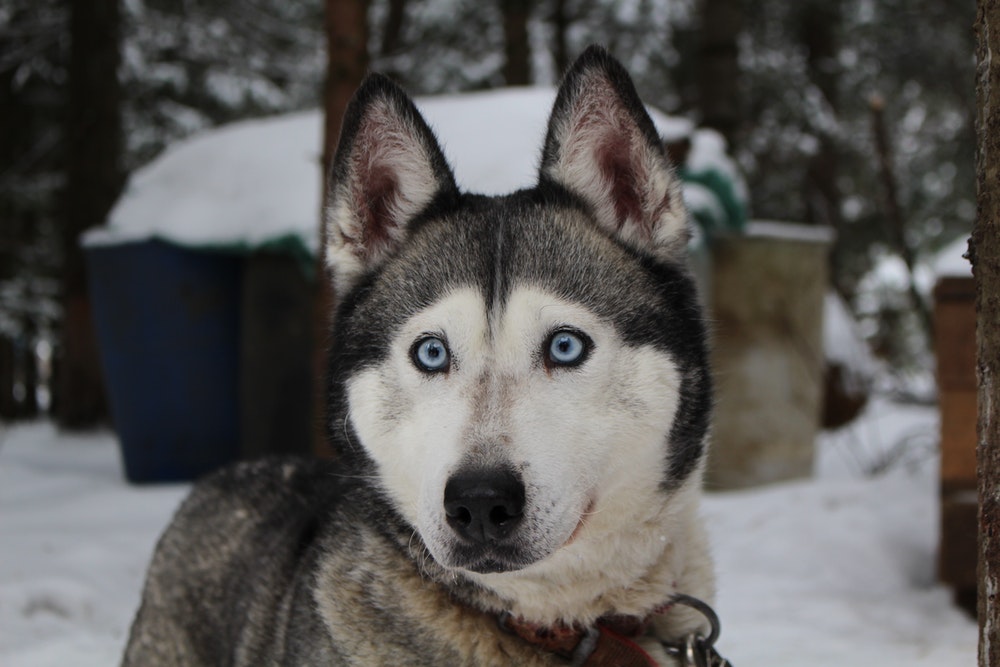 Siberian Husky Pictures HD Image Stock