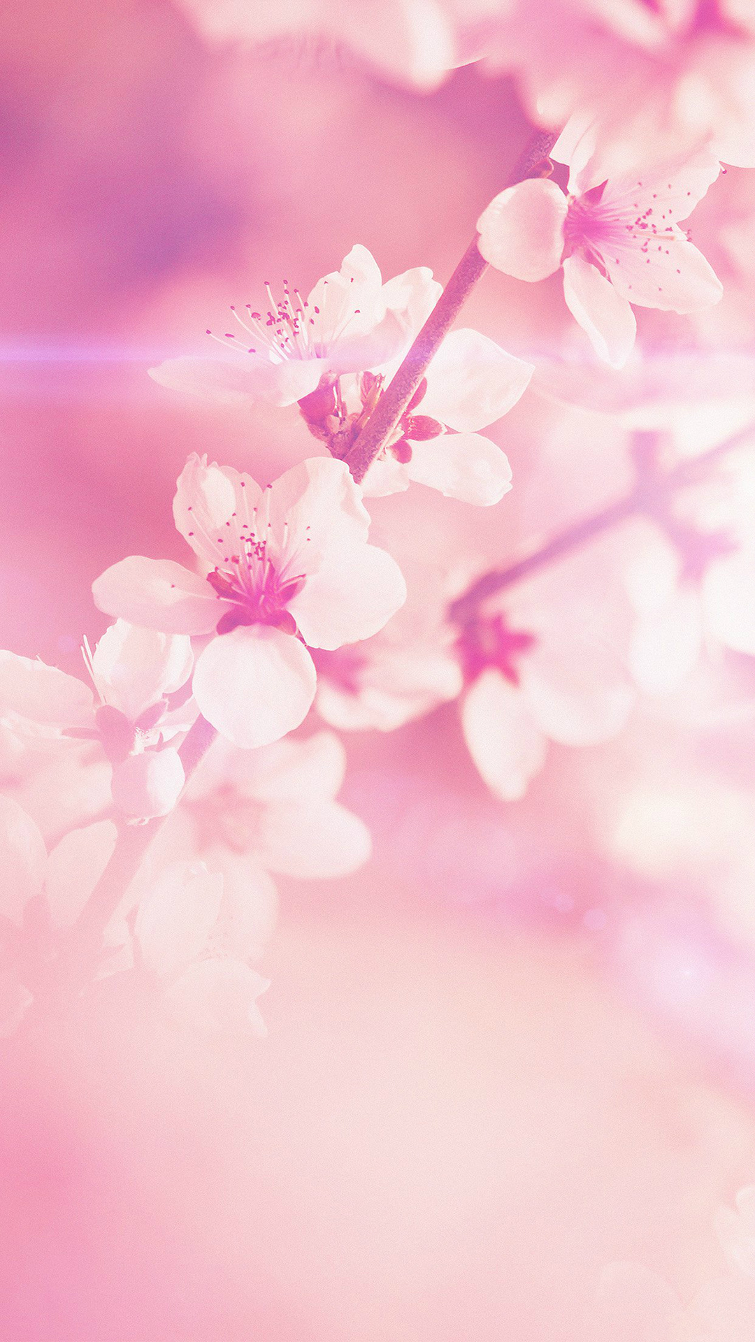Cherry Blossom iPhone HD Wallpaper