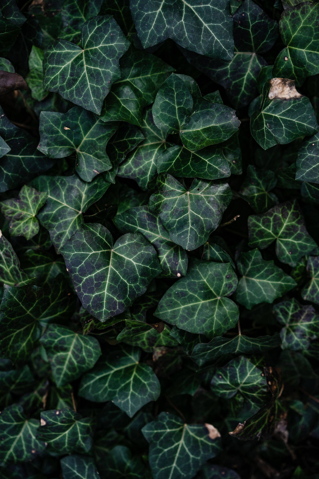 Top Plant Aesthetic Wallpaper Full HD 4k To Use