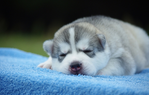 Wallpaper Husky Dog Sleeping Puppy Sleep