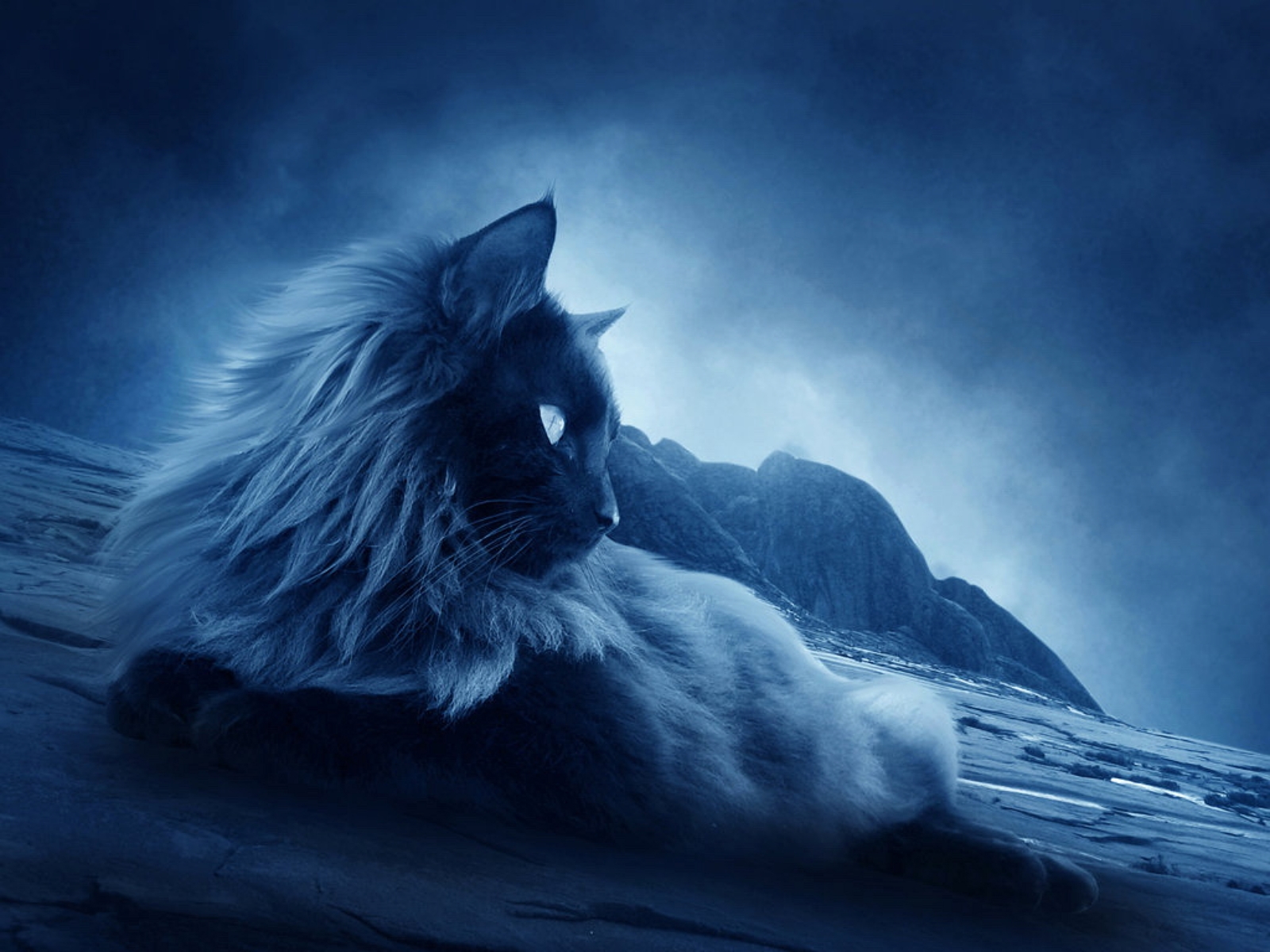 Spooky Cat In The Night HD Wallpaper Database