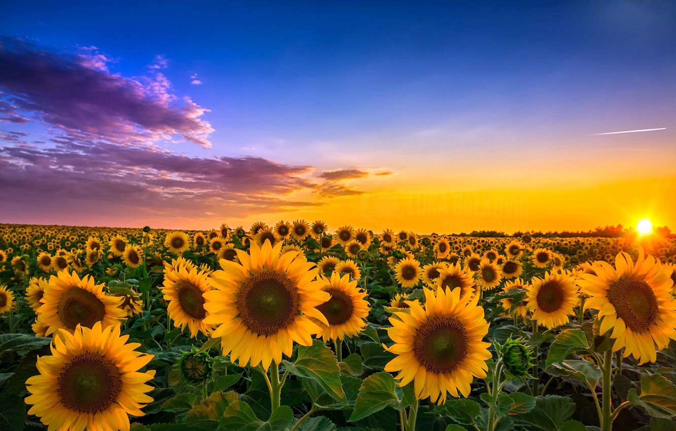 Wallpaper Field Sunflowers Landscape Sunset Flowers