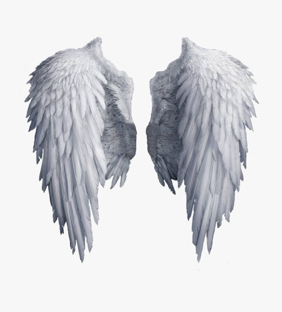 Simple Wings Png Image Angel Transparent
