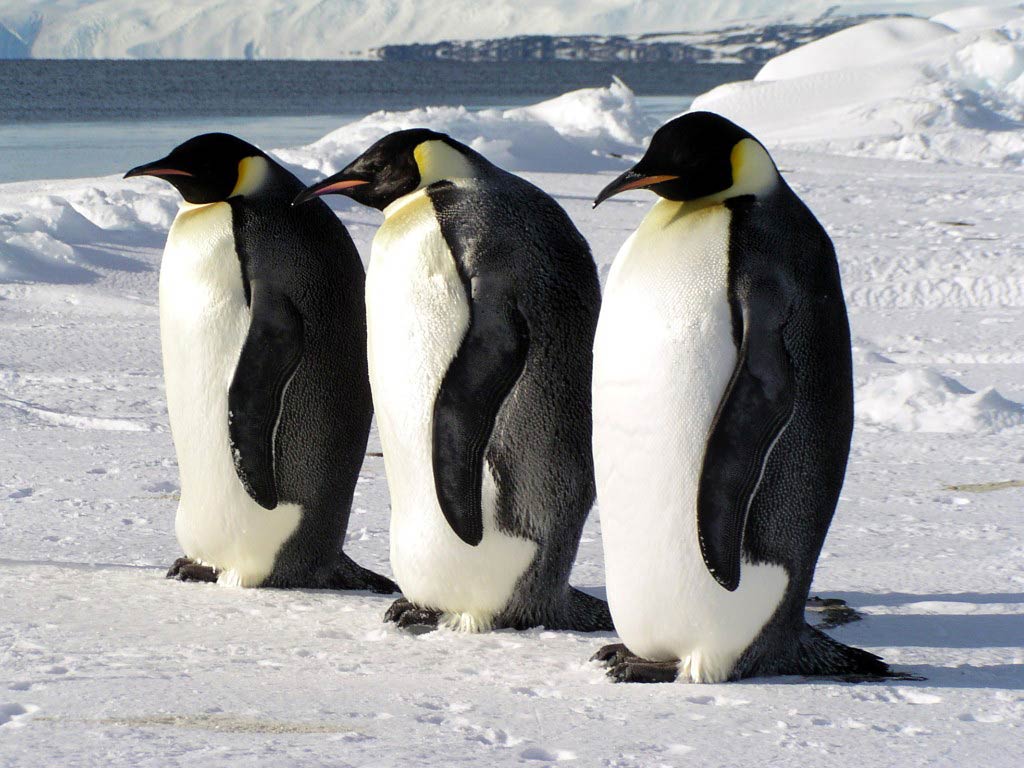 Emperor Penguin Wallpaper X