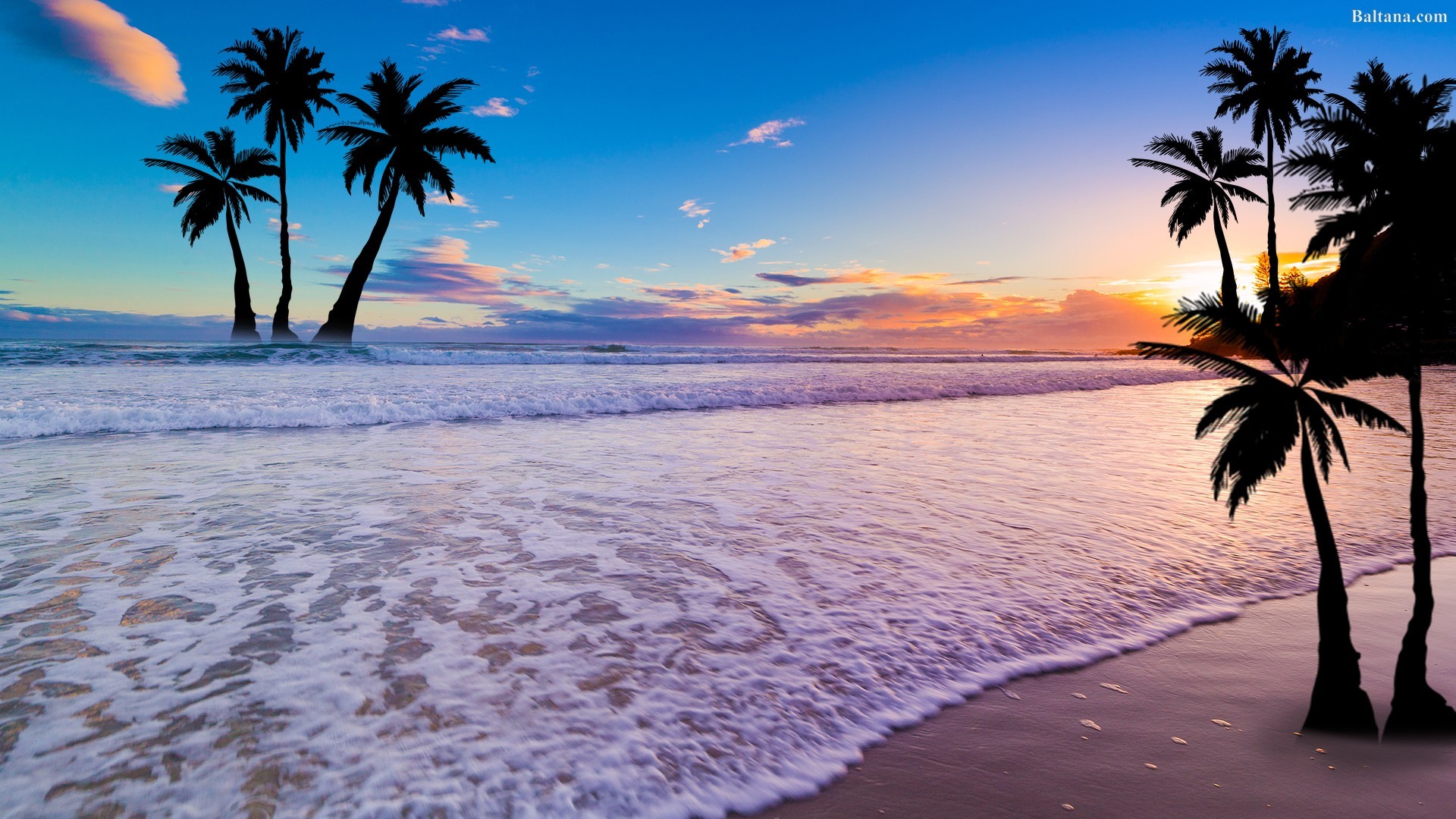 Palm Tree Desktop Wallpaper