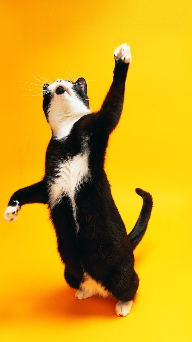 Funny iPhone Dancing Cat