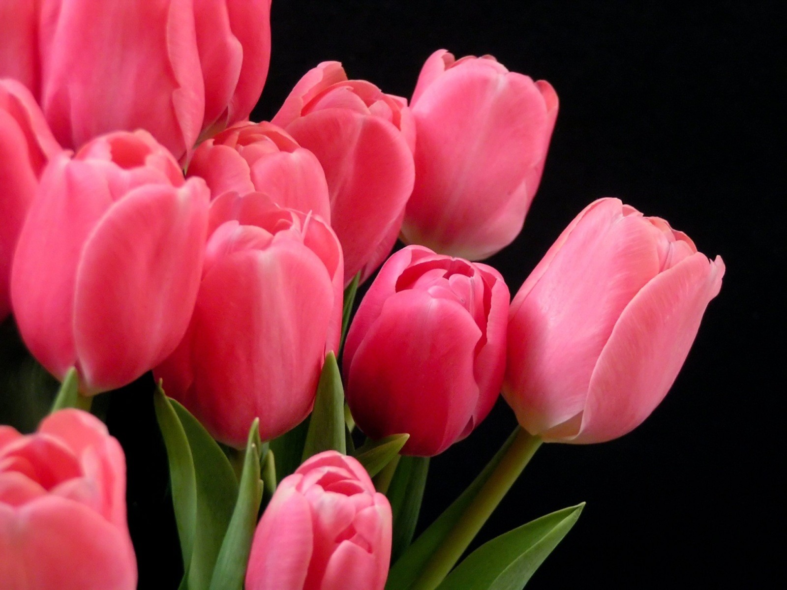Desktop Wallpaper Of Pink Tulips Puter