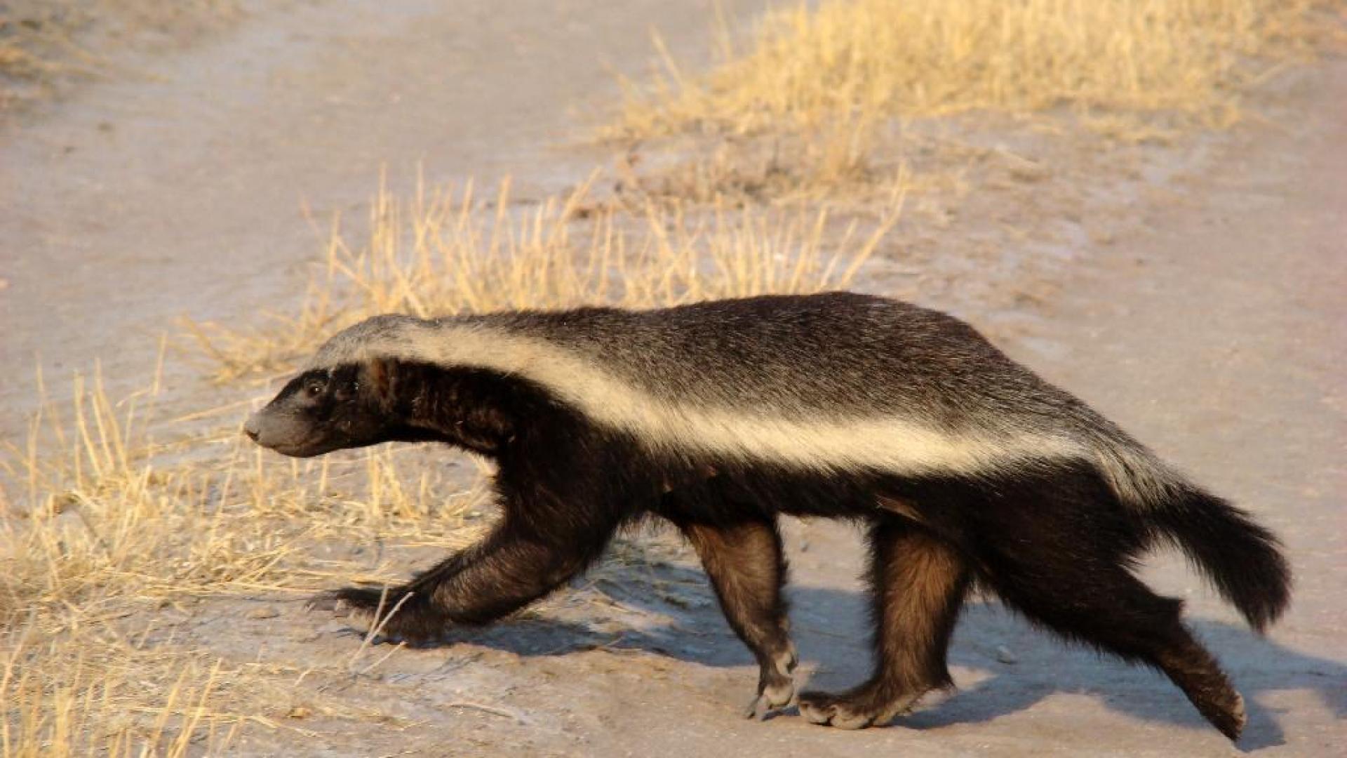 Small Black And Brown Striped Badger Standing In A Sand Background  Pictures Of A Honey Badger Background Image And Wallpaper for Free Download
