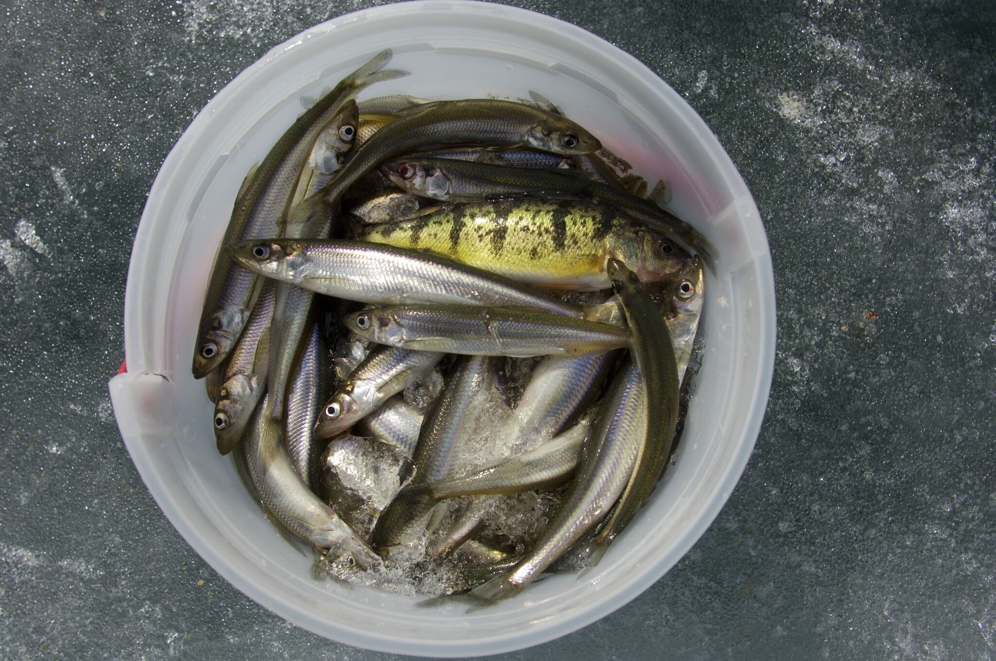 Smelt Fish Wallpaper