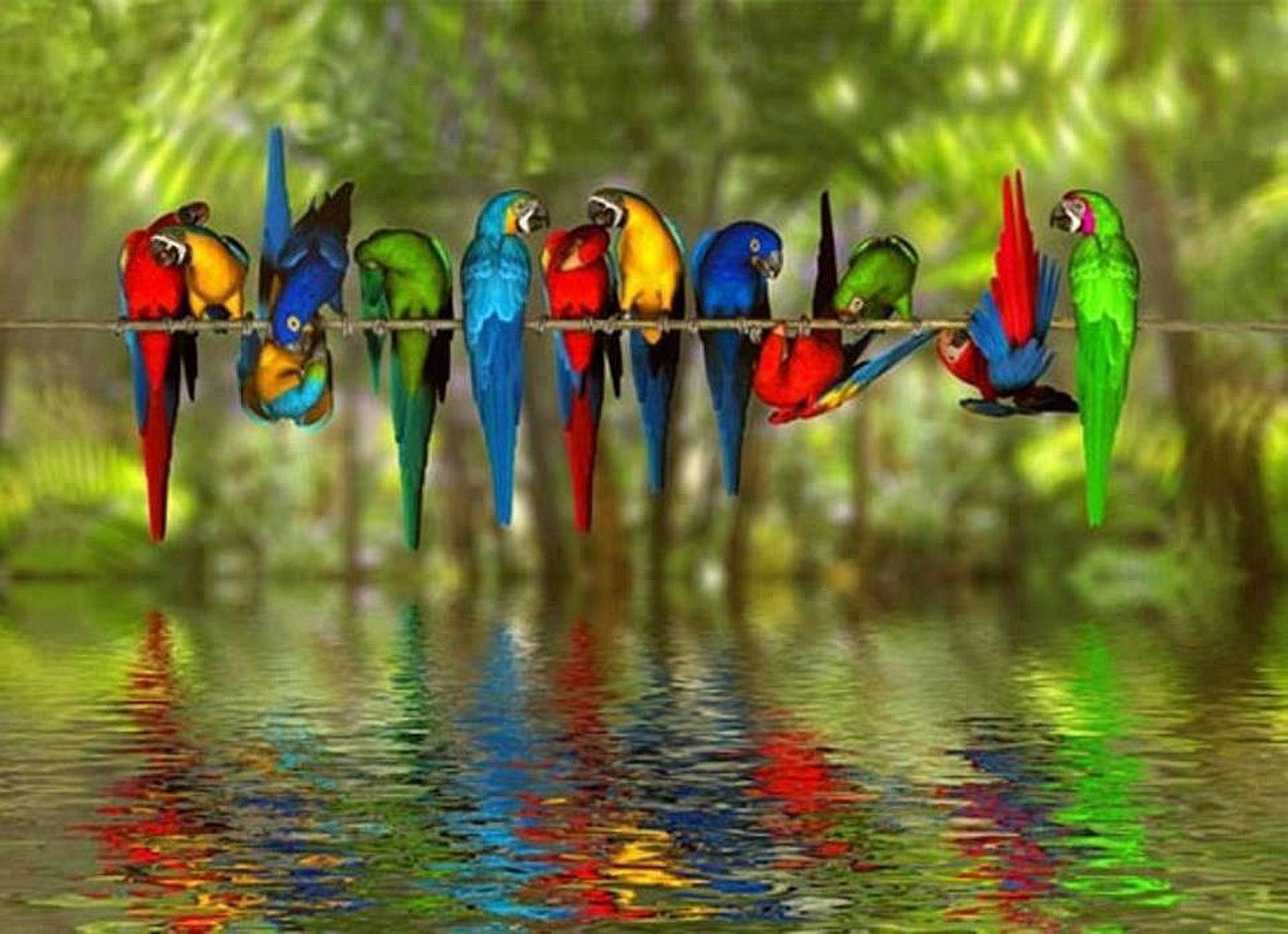 Chorus Line Of Parrots A Beautiful Colorful