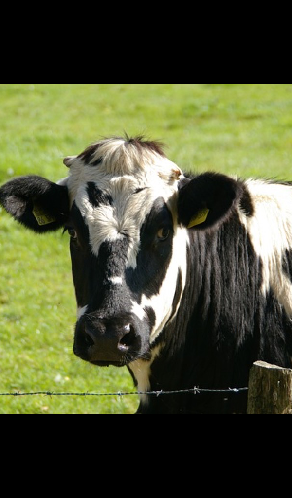 Amazon Holstein Cow Wallpaper HD Of
