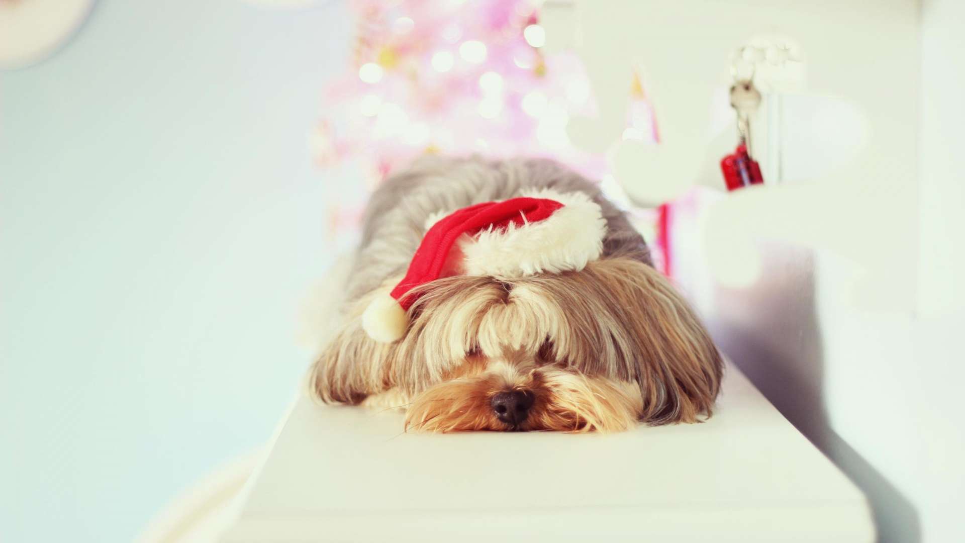Wallpaper Yorkshire Terrier Christmas 1080p Upload At