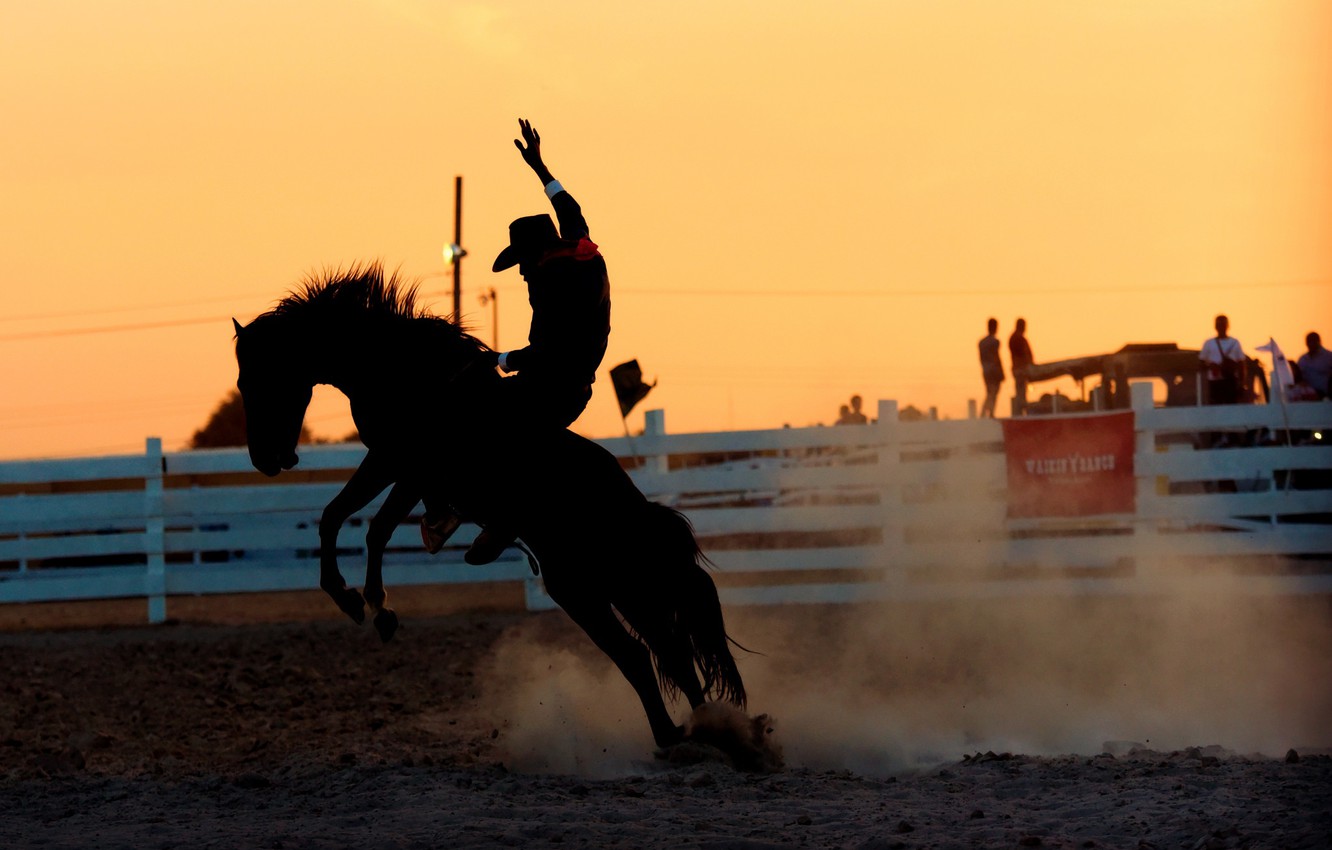 Photo Wallpaper Horse Rider Rodeo Stallion