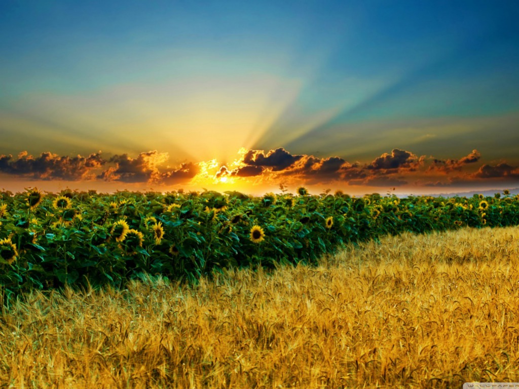 Sunset In Summer One HD Wallpaper Pictures Background