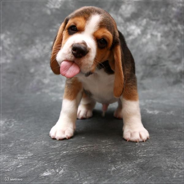 Vetsnorthsomerset Funny Cute Puppy Beagle Love