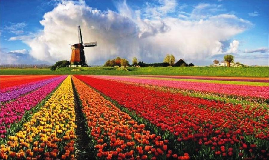Windmill And Tulips Holland Pixdaus